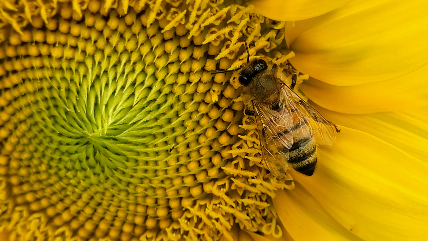 ORGANIZE LABOR: Bee sticker
